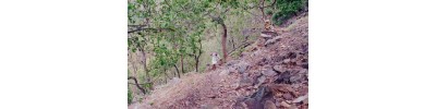 074. திருச்சிங்கவேள்குன்றம்